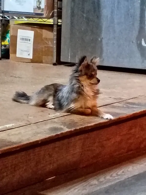 Mega – Pomeranian puppy for sale in Poteet, TX
