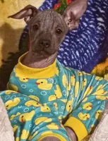 Hippo, a female Xoloitzcuintli for sale in Poteet, TX – 1 of 1