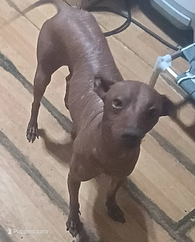 Badu – Xoloitzcuintli puppy for sale in Poteet, TX