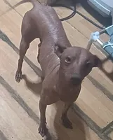 Badu, a male Xoloitzcuintli for sale in Poteet, TX – 1 of 2