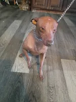 Badu, a male Xoloitzcuintli for sale in Poteet, TX – 2 of 2