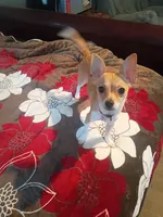 Nova, a female Chihuahua for sale in Poteet, TX – 2 of 2