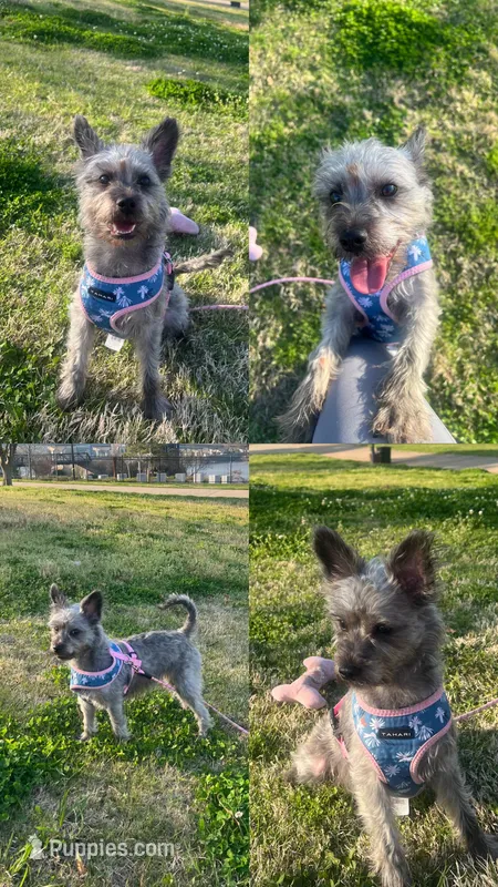 Pepper – Miniature Schnauzer, Yorkipoo puppy for sale in Little Rock, AR