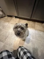 Pepper, a female Miniature Schnauzer and Yorkipoo for sale in Little Rock, AR – Photo 2 of 2