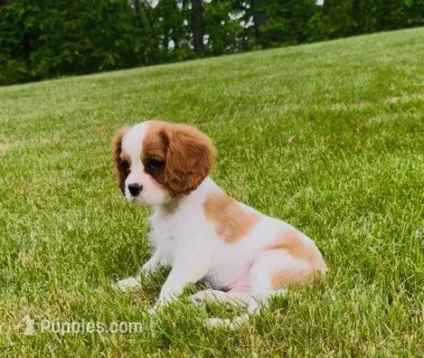 Duke – Cavalier King Charles Spaniel puppy for sale in Ickesburg, PA