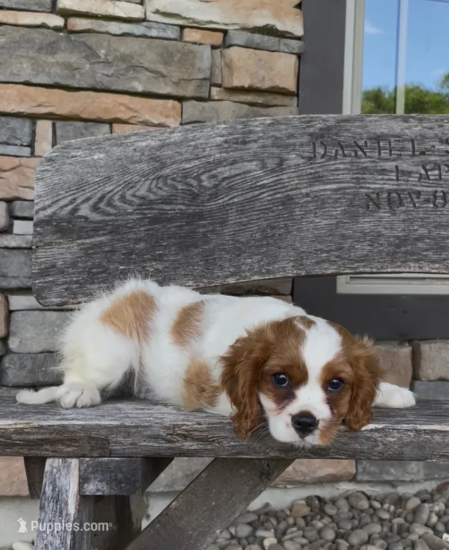 Romeo – Cavalier King Charles Spaniel puppy for sale in Ickesburg, PA