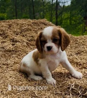 Duke – Cavalier King Charles Spaniel puppy for sale in Ickesburg, PA