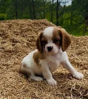 Duke, a male Cavalier King Charles Spaniel for sale in Ickesburg, PA – 1 of 1
