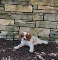 Romeo, a male Cavalier King Charles Spaniel for sale in Ickesburg, PA – 2 of 3