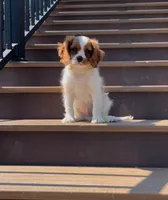 Romeo, a male Cavalier King Charles Spaniel for sale in Ickesburg, PA – 3 of 3