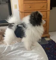 Stryker, a male Pomeranian for sale in Benicia, CA – Photo 7 of 10