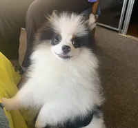 Stryker, a male Pomeranian for sale in Benicia, CA – Photo 2 of 10