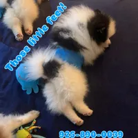 Stryker, a male Pomeranian for sale in Benicia, CA – Photo 8 of 10