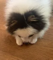 Stryker, a male Pomeranian for sale in Benicia, CA – Photo 10 of 10