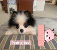 Stryker, a male Pomeranian for sale in Benicia, CA – Photo 3 of 10