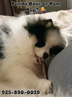 Stryker, a male Pomeranian for sale in Benicia, CA – Photo 5 of 10