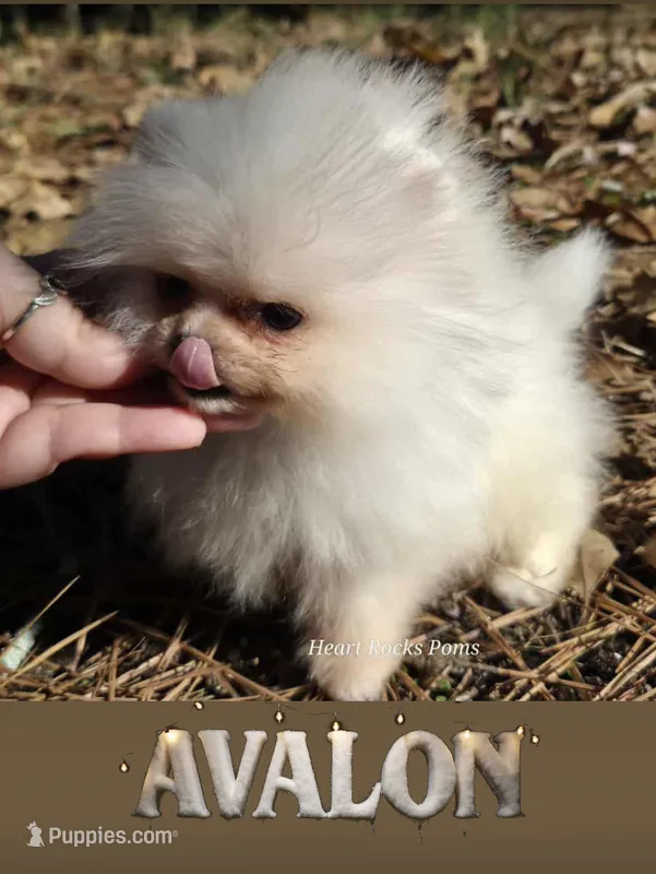 Avalon PENDING