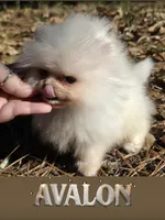 Avalon PENDING, a female Pomeranian for sale in Benicia, CA – Photo 1 of 7
