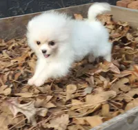 Charting 2.5lbs, a male Pomeranian for sale in Benicia, CA – Photo 4 of 8