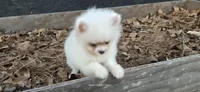 Charting 2.5lbs, a male Pomeranian for sale in Benicia, CA – Photo 5 of 8