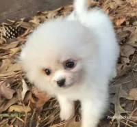 Charting 2.5lbs, a male Pomeranian for sale in Benicia, CA – Photo 6 of 8