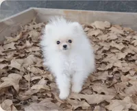 Charting 2.5lbs, a male Pomeranian for sale in Benicia, CA – Photo 1 of 8