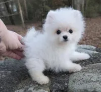 Charting 2.5lbs, a male Pomeranian for sale in Benicia, CA – Photo 8 of 8