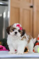 Tinker, a female Shih Tzu for sale in Millersburg, OH – Photo 4 of 6