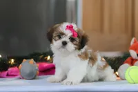 Tinker, a female Shih Tzu for sale in Millersburg, OH – Photo 1 of 6