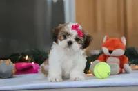 Tinker, a female Shih Tzu for sale in Millersburg, OH – Photo 3 of 6