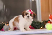 Tinker, a female Shih Tzu for sale in Millersburg, OH – Photo 6 of 6