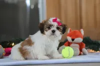 Tinker, a female Shih Tzu for sale in Millersburg, OH – Photo 2 of 6