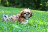 Sammy, a male Shih Tzu for sale in Millersburg, OH – 5 of 10