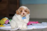 Wilbur, a male Havanese and Maltese for sale in Millersburg, OH – 7 of 8