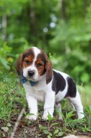 Crew, a male Beagle for sale in Millersburg, OH – 7 of 10