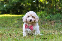 Milo, a male Bichpoo for sale in Millersburg, OH – 10 of 10