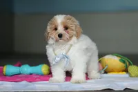 Harris, a male Havanese and Maltese for sale in Millersburg, OH – 7 of 8