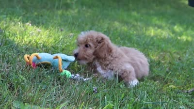 Charlie, a male Bichpoo for sale in Millersburg, OH – 9 of 9