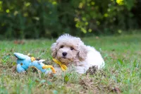 Caleb, a male Bichpoo for sale in Millersburg, OH – 6 of 8