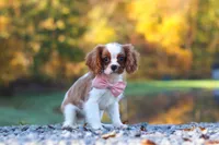 Kylie, a female Cavalier King Charles Spaniel for sale in Millersburg, OH – 2 of 10
