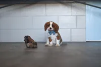 Nemo, a male Cavalier King Charles Spaniel for sale in Millersburg, OH – 3 of 5