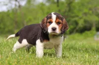 Barron, a male Beagle for sale in Millersburg, OH – 4 of 7