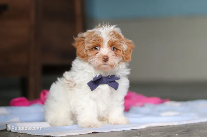Teddy, a male Havanese and Maltese for sale in Millersburg, OH – 1 of 7