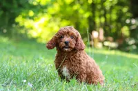 Viney, a female Cavapoo for sale in Millersburg, OH – 3 of 5