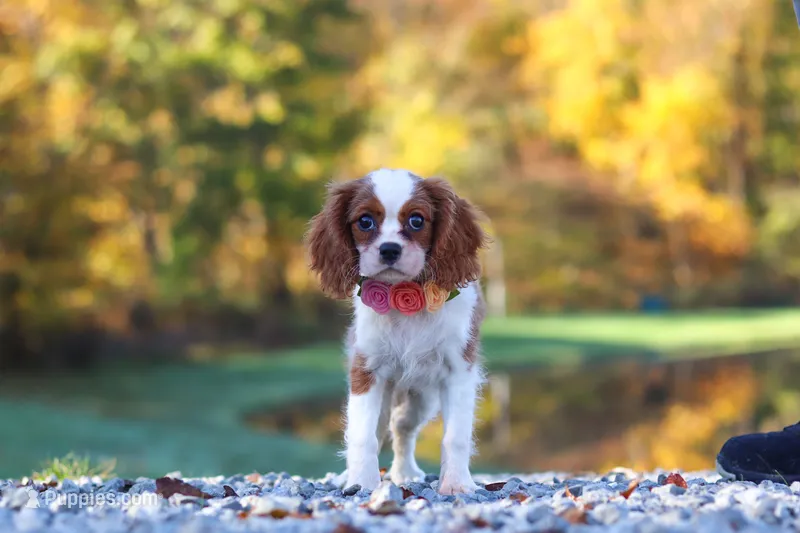 Ariella, a female Cavalier King Charles Spaniel for sale in Millersburg, OH – 1 of 8
