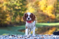 Ariella, a female Cavalier King Charles Spaniel for sale in Millersburg, OH – 1 of 8