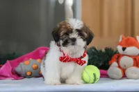 Fraser, a male Shih Tzu for sale in Millersburg, OH – Photo 4 of 7