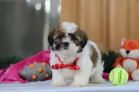 Fraser, a male Shih Tzu for sale in Millersburg, OH – Photo 6 of 7