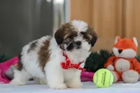 Fraser, a male Shih Tzu for sale in Millersburg, OH – Photo 2 of 7