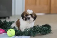 Fraser, a male Shih Tzu for sale in Millersburg, OH – Photo 7 of 7